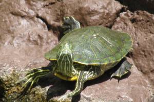 mag turtle